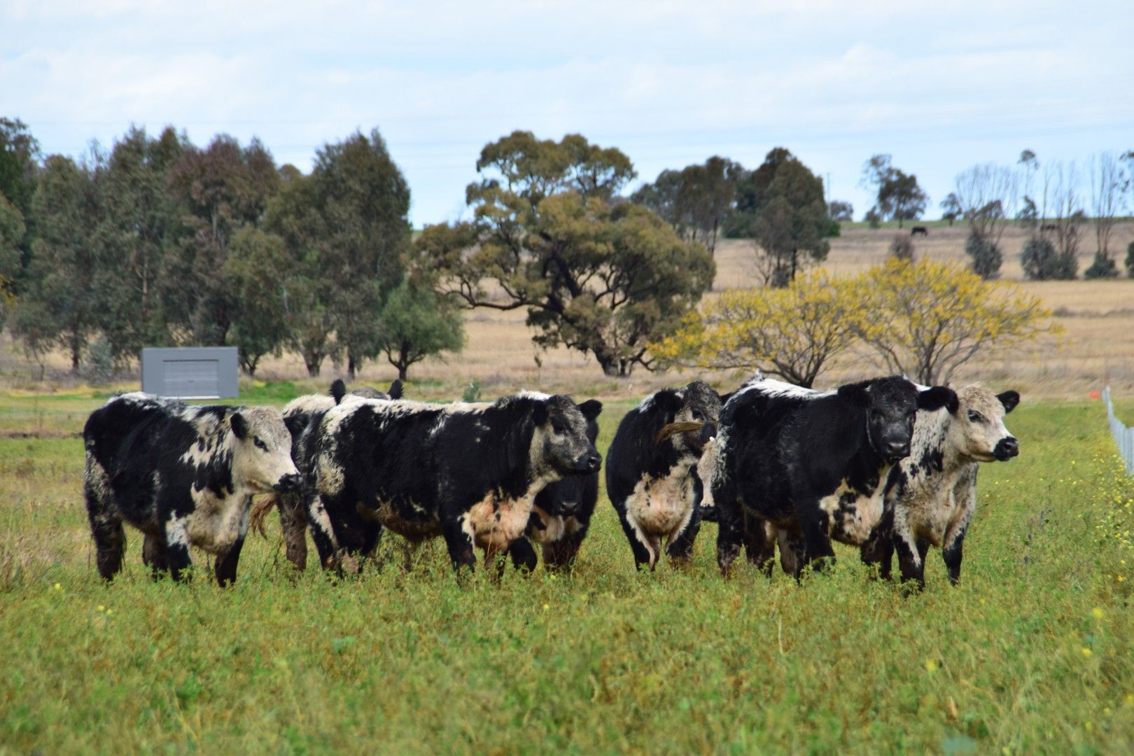 'Whitewood Acres' Whitewood Road, Dubbo NSW 2830, Image 0