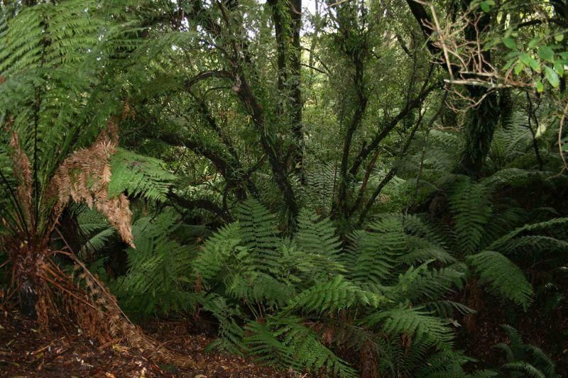 Lot 9 Dehnerts Track, BEECH FOREST VIC 3237, Image 1