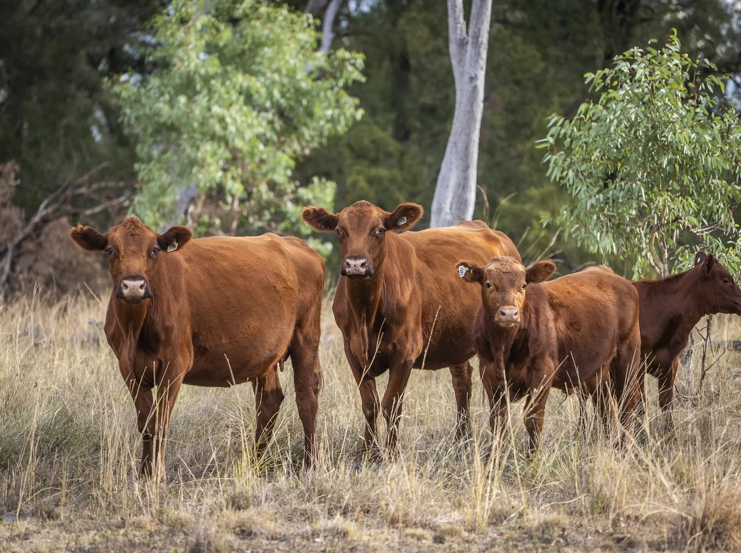 Additional image 11 of 3297 Stanthorpe-Inglewood Road, Inglewood QLD 4387
