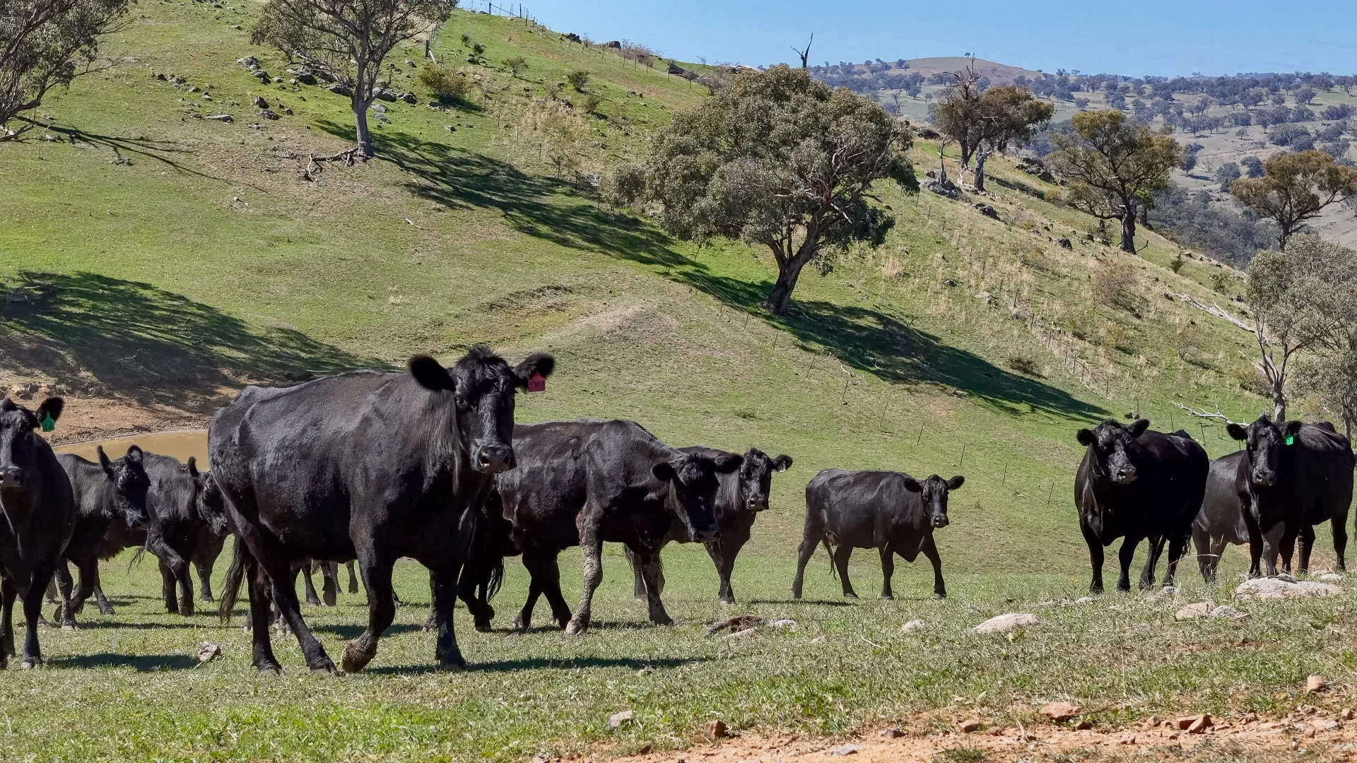 Additional image 11 of 1859 Sylvia Vale Road, Binda NSW 2583