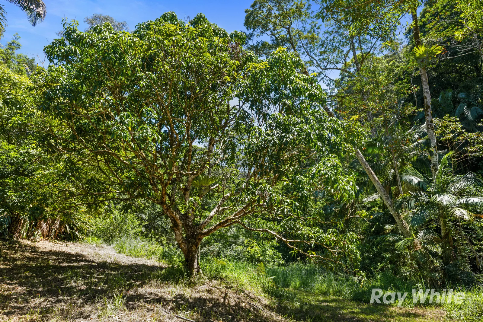 Additional image 7 of 131 Porters Road, Upper Crystal Creek NSW 2484