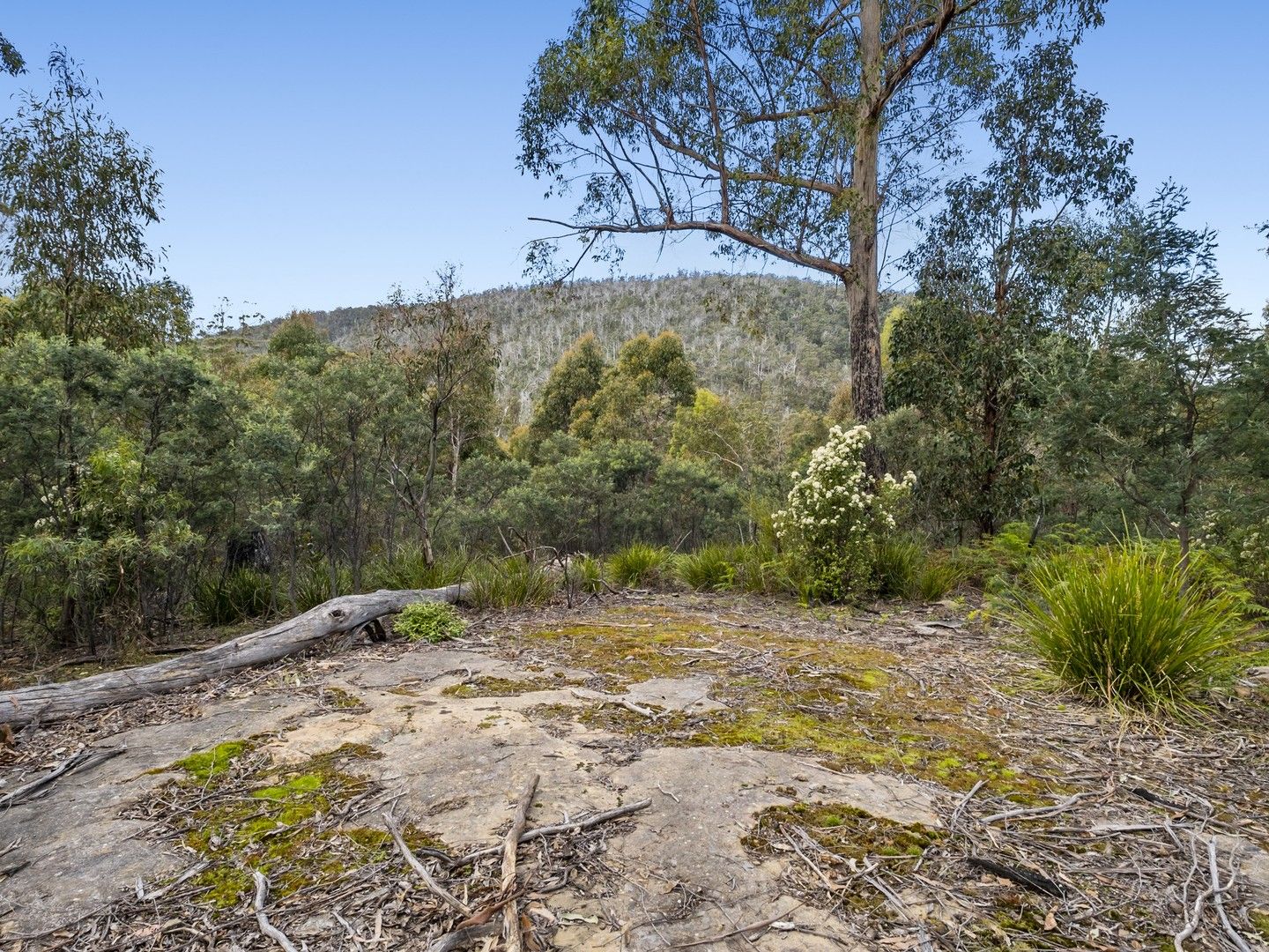 Lot 5 White Hill Road, Forcett TAS 7173, Image 1